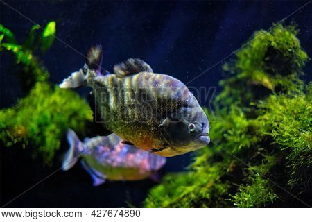Red-bellied piranha (red piranha) Pygocentrus nattereri underwater