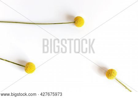 Three Yellow Wildflowers Of Spherical Craspedia On The White Blurred Background, Floral Background W