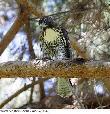 Red-tailed Hawk With Its Kill, Pocket Gopher. Santa Clara County, California, Usa.