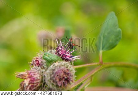 Blooming medicinal plant burdock. Arctium lappa commonly called greater burdock.