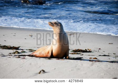 Leone di mare sulla spiaggia