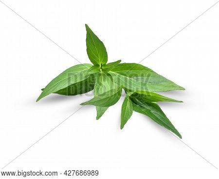 Fresh Andrographis Paniculata  Isolated On White Background