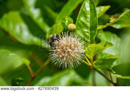 Bumble Bee On Button Bush Flower In Knoxville, Tennessee