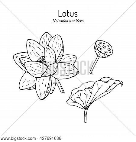 Indian Lotus, Sacred Lotus Nelumbo Nucifera, Water Lily. Hand Drawn Botanical Vector Illustration