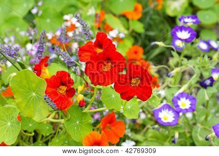 Güzel Nasturtium çiçekler yakın çekim