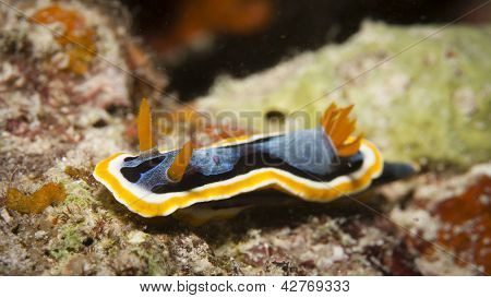 En smuk Elisabeth chromodoris