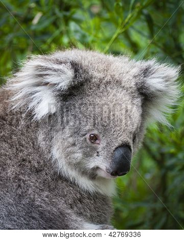 Koala looking back