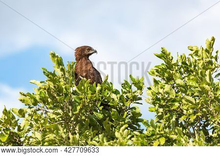 Brown Snake Eagle Circaetus Cinereus Sitting On A Tree, Kruger National Park, South Africa