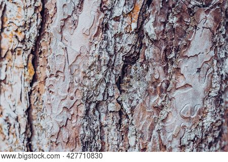 Close-up Shot Wood Tree Outer Bark In Wild Forest. Outermost Layer Of Dead Tissue On Surface Stem. B