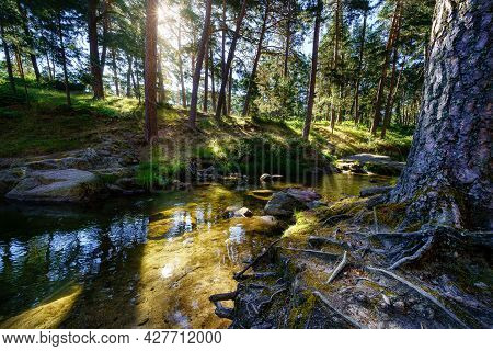 Sunbeams Coming Through The Trees At Sunrise In The Mediterranean Forest.