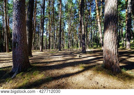 Giant Pine Forest In Mediterranean Landscape At Sunrise.
