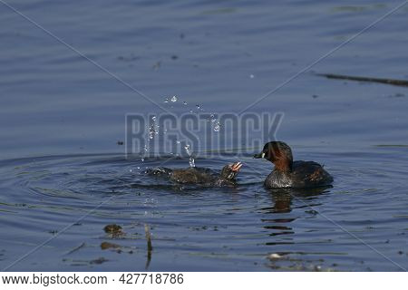 Little Grebe (tachybaptus Ruficollis) Feeding Its Chick On A Lake At Ham Wall In Somerset, United Ki
