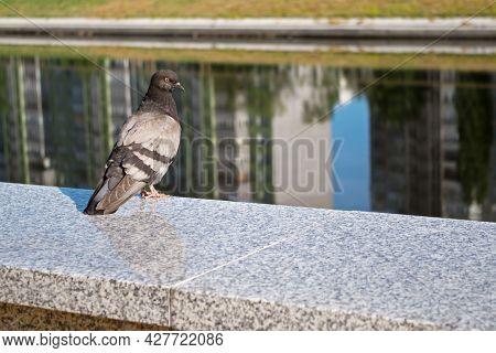 A Bluish-gray Urban Pigeon Looking Curiously And Sitting On The Edge Of The Speckled Gray-white Marb