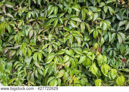 Parthenocissus Quinquefolia, Known As Virginia Creeper, Victoria Creeper, Five-leaved Ivy. Green Fol