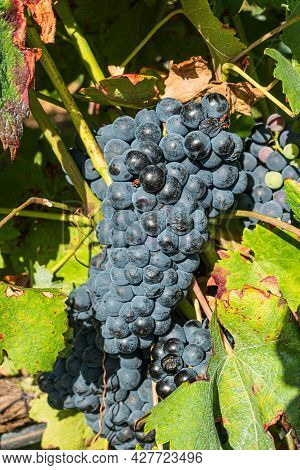 Close Up Of Berries And Leaves Of Grape-vine. Single Bunch Of Ripe Red Wine Grapes Hanging On A Vine