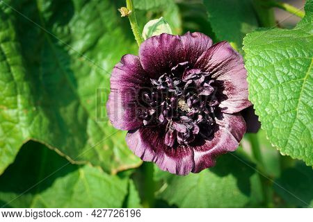 Mallow. Large Curly Flowers. The Flower Looks Like A Rose, In Burgundy Color. Close-up. Garden. Kumb