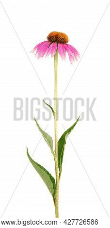 Echinacea Purpurea Flowers Isolated On White Background. Medicinal Herbal Plant.