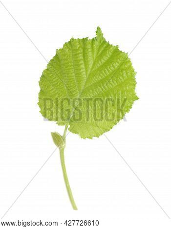 Green Hazelnut Leaves Isolated On White Background. Fresh Green Hazel Leaf.