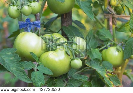 Closeup Of Green Tomatoes In The The Garden
