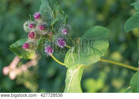 Blooming Pink Burdock Flowers In The Meadow