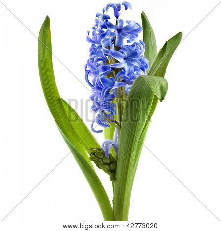 flor de Jacinto azul isolado em um fundo branco