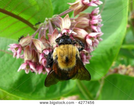Abeille