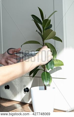 Ficus Cuttings. Breeding Potted Plants. Ficus Elastic