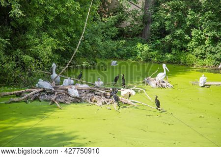 A Pond With Green Grass On The Surface With Pelicans Sitting On An Island Of Trees (lat. Pelecanus) 