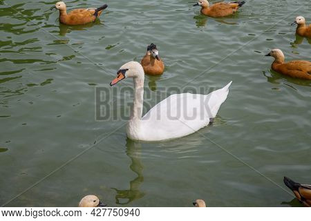 A Sibilant Swan (lat. Cygnus Olor) With A Beautiful White Neck Swimming In A Pond Among Ground Ducks