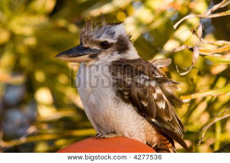 Australian Kookaburra