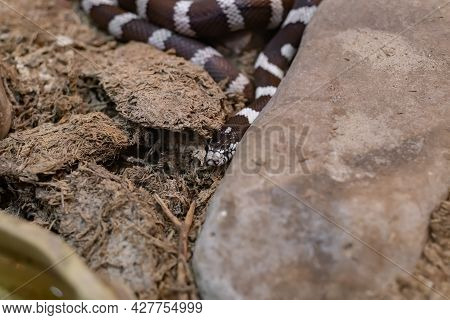 Black And White Snake Behind The Rocks At The Zoo.