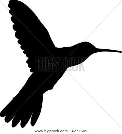 Colibri