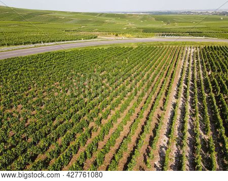 Aerial View On Green Vineyards In Champagne Region Near Epernay, France, White Chardonnay Wine Grape