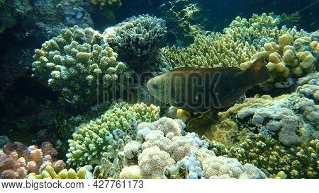 Daisy Parrotfish Or Bullethead Parrotfish (chlorurus Sordidus) Female Undersea, Red Sea, Egypt, Shar