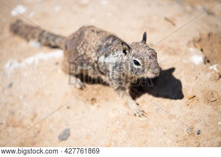 Ground Squirrel Outdoor. Gopher In Wildlife. Squirrel Rodent. Wild Fluffy Animal Closeup.