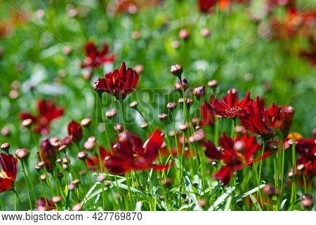 Coreopsis Limerock Ruby (tickseed) Red Flowers Blooming In The Garden