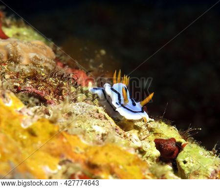 A Chromodoris Lochi Nudibranch Boracay Island Philippines