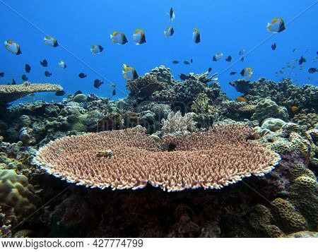 A Solid Table Coral In Maniquin Island Philippines