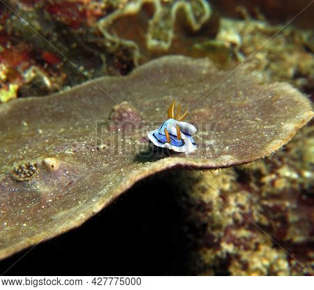 A Chromodoris Lochi Nudibranch On A Brown Soft Coral Boracay Island Philippines