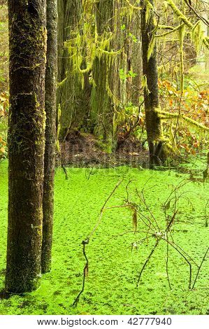 熱帯雨林の湿地 wildernis 西海岸 BC の