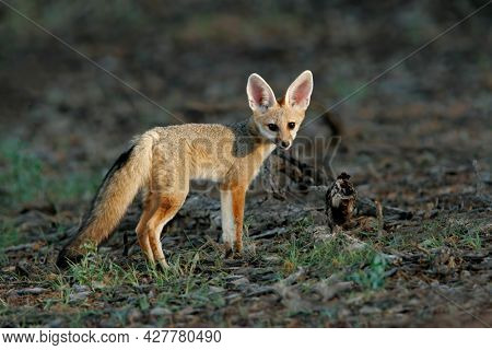 A Cape fox (Vulpes chama) in natural habitat, Kalahari desert, South Africa
