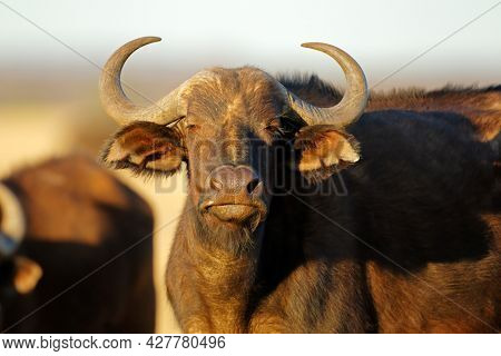 Portrait of an African or Cape buffalo (Syncerus caffer), Mokala National Park, South Africa