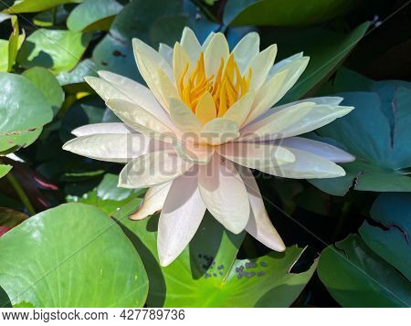 Lotus Flower (lotus Or Nelumbo)