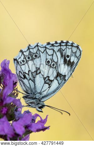 Beautiful Nature Scene With Butterfly Marbled White (melanargia Galathea). Macro Shot Of Butterfly M