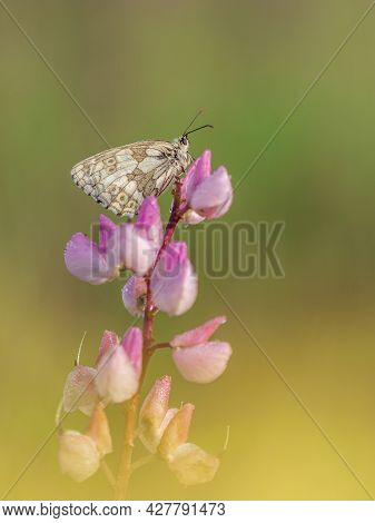 Beautiful Nature Scene With Butterfly Marbled White (melanargia Galathea). Macro Shot Of Butterfly M