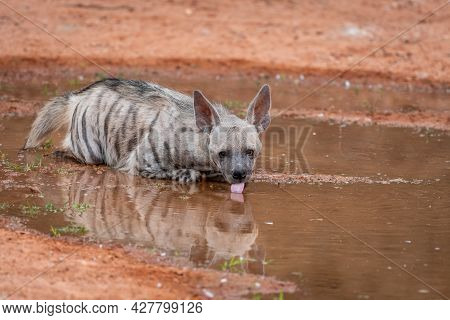 Striped Hyena With Reflection Close Up Or Portrait Drinking Water Or Quenching Thirst - Hyaena Hyaen
