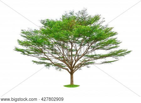 Single Tree Isolated, A Black Afara Trees, Known As Many Name Are Ivory Coast Almond, Idigbo, Framir