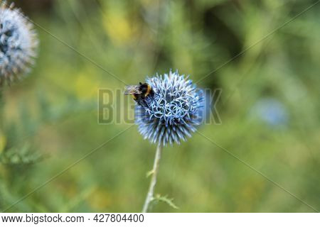 Globe Thistle Echinops Bannaticus With Bumblebee, Close Up