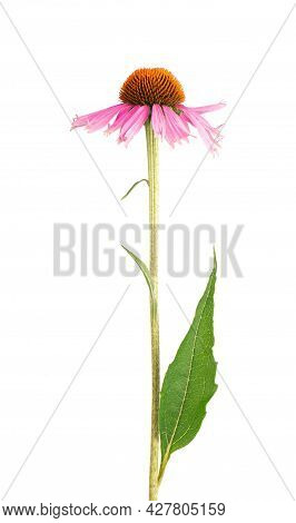 Echinacea Purpurea Flowers Isolated On White Background. Medicinal Herbal Plant.