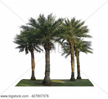 Group Of Phoenix Dates Palm Trees On Green Grass Lawn, Isolated On White Background, Pinate Silver L
